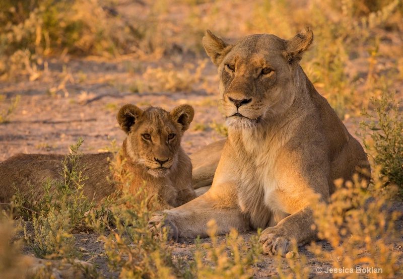 Lioness and Cub