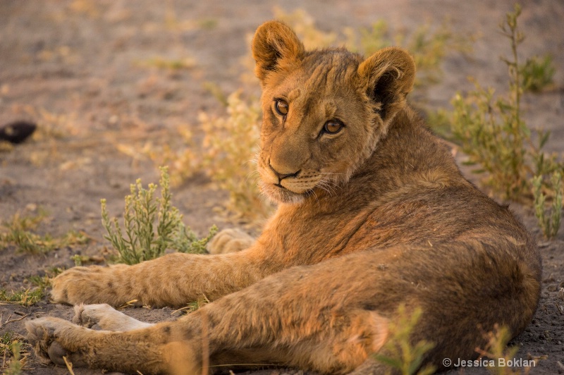 Lion Cub