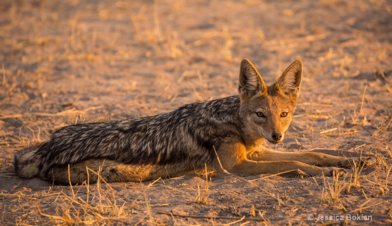 Silver-backed Jackal