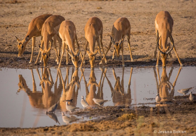 Impala at Watering Hole
