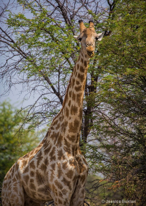 Giraffe Grazing