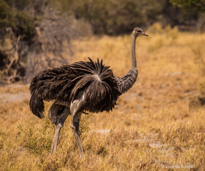 Southern African Ostrich