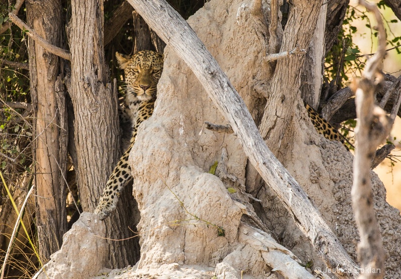Leopard in Termite Mound
