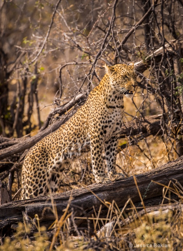 Perched Leopard 