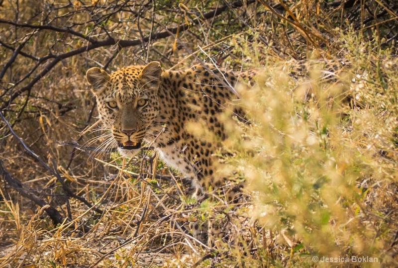 Peeking Leopard