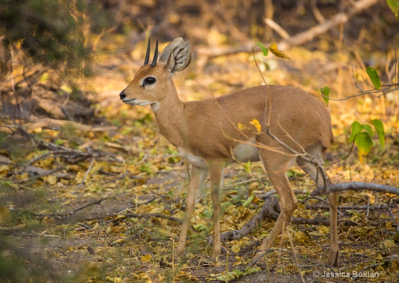 Steenbok