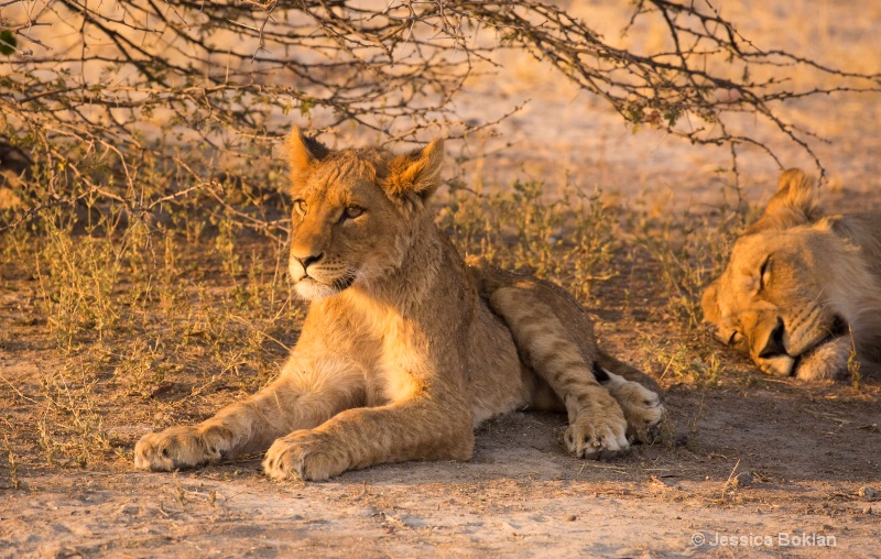 Cub on Watch