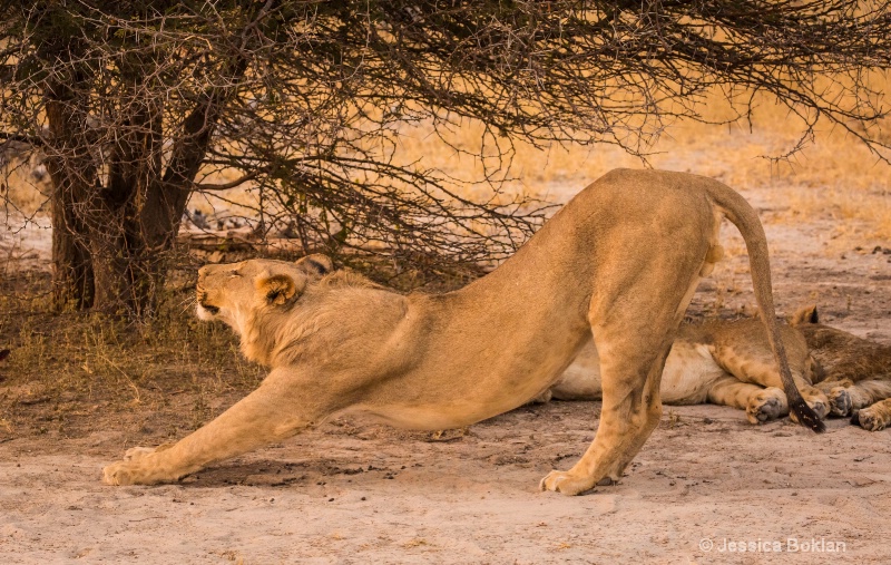 Evening Stretch