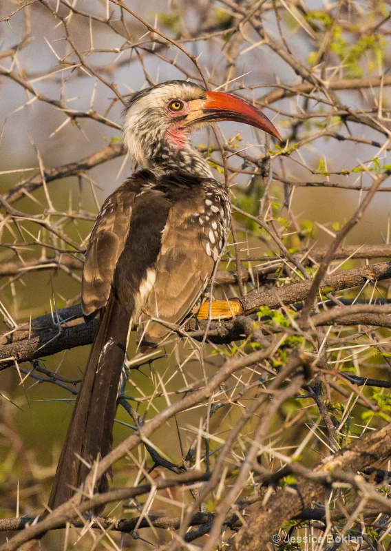 Red-billed Hornbill