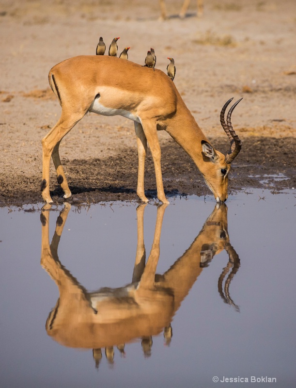 Impala with Ox-peckers