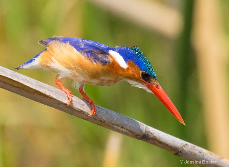 Malachite Kingfisher