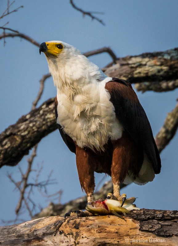 Fish Eagle with Tilapia 