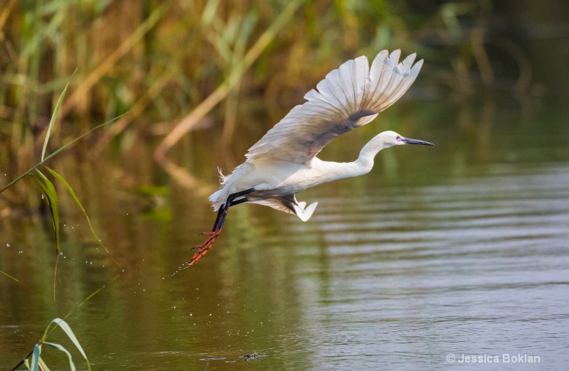 Red-footed Little Egret