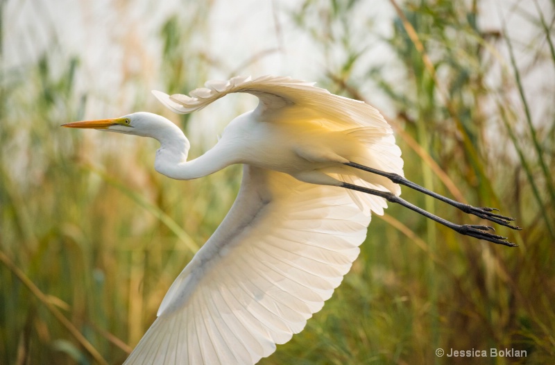 Greater Egret