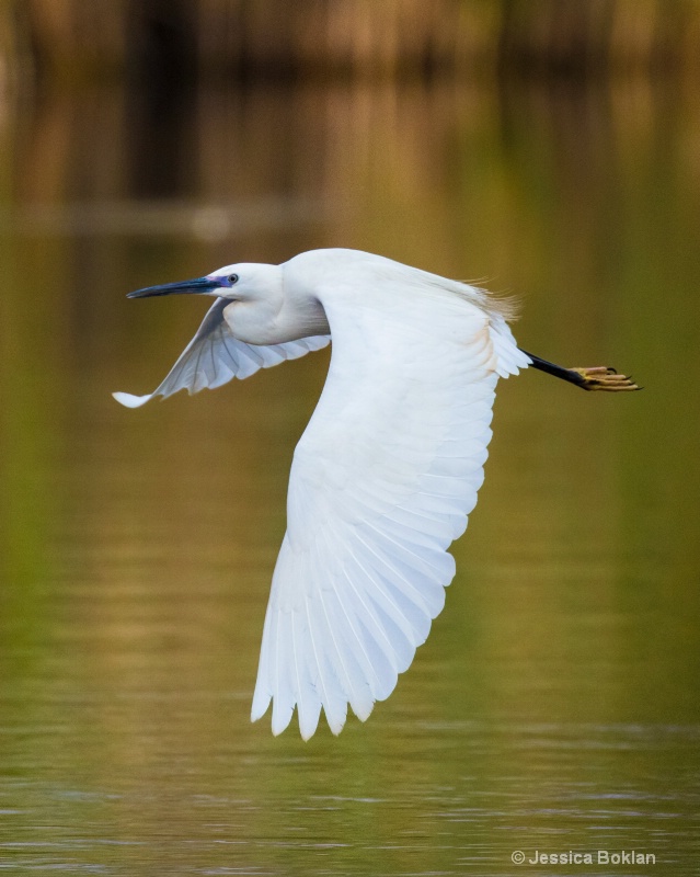 Squacco Heron