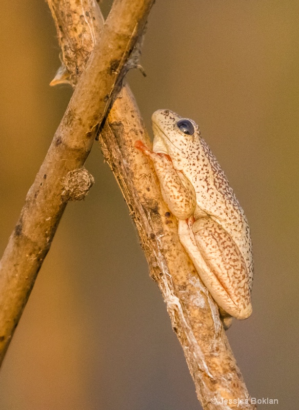 Angolan Reed Frog