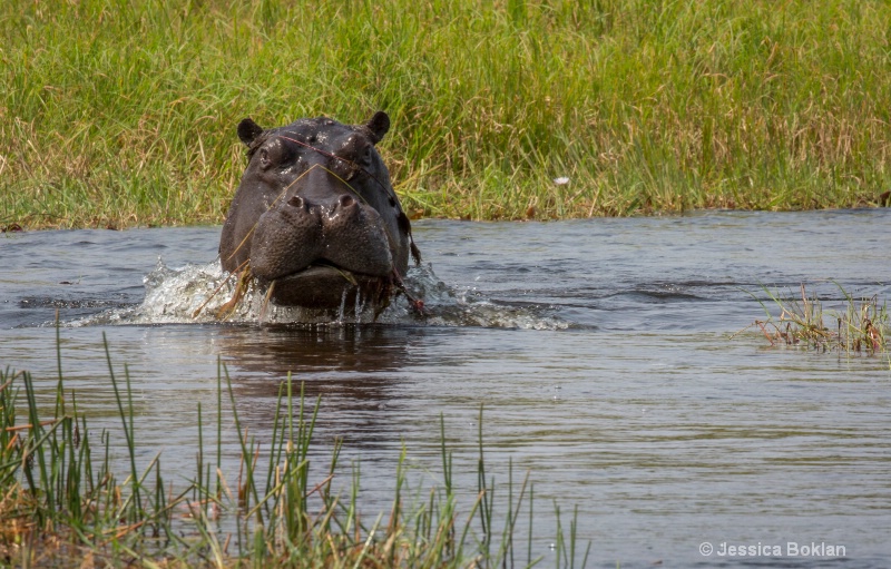 Charging Hippo