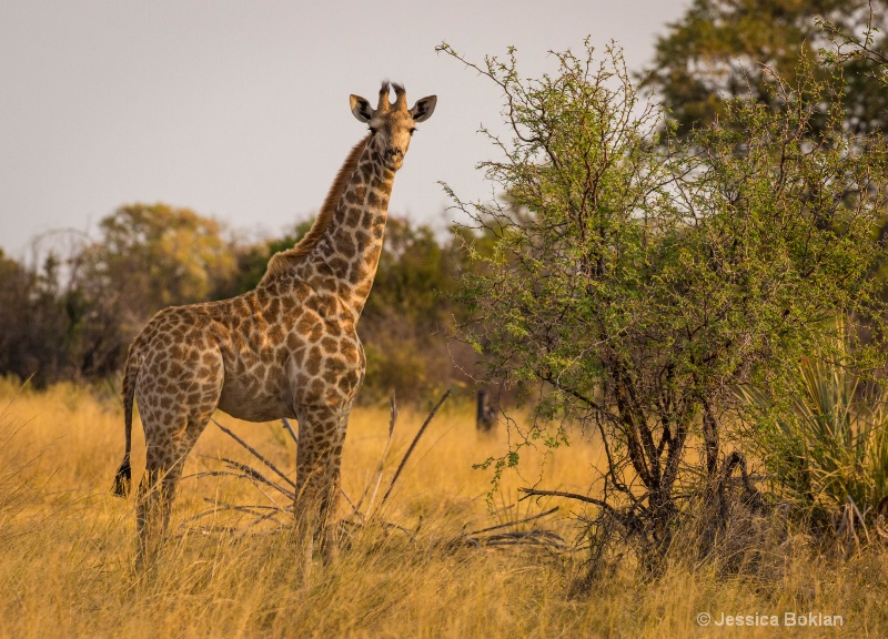 Young Giraffe