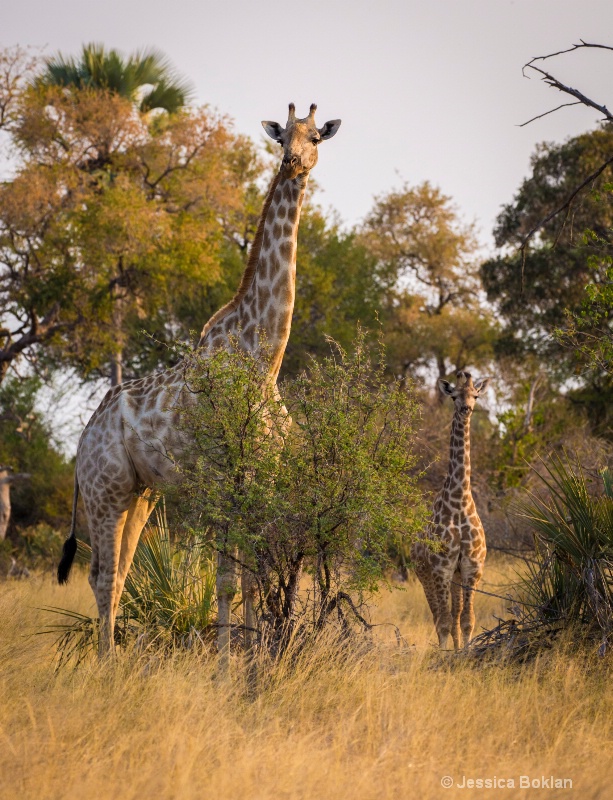 Giraffe Mom and Child
