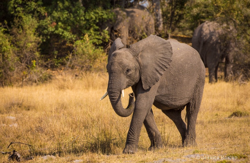 Young Elephant