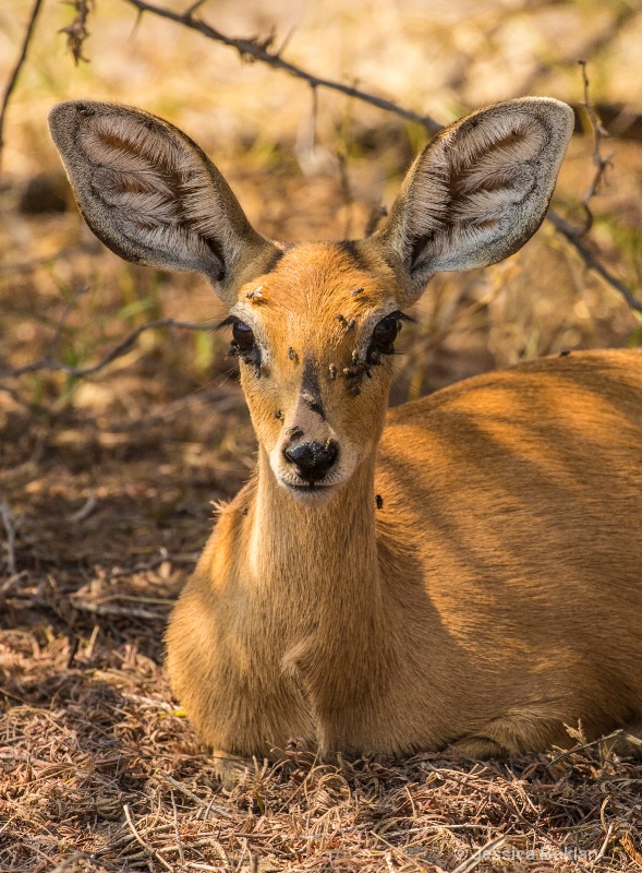 Steenbok