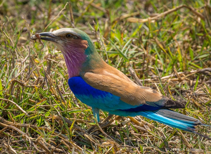 Lilac-Breasted Roller with Angolan Reed Frog