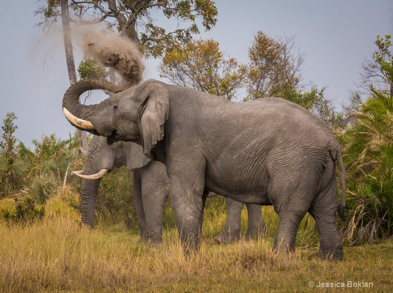 Elephant Dusting