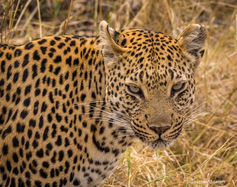 Prowling Leopard