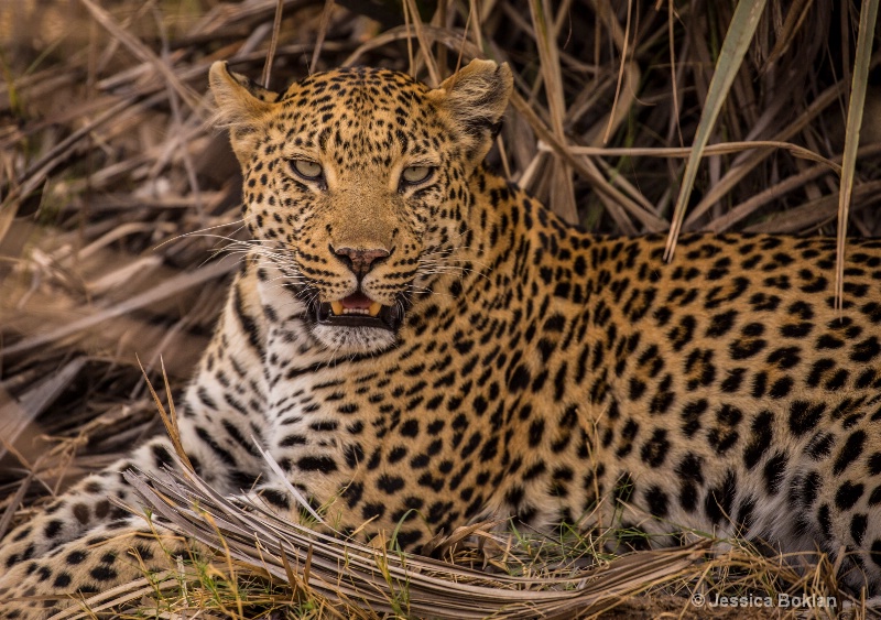 Resting Leopard