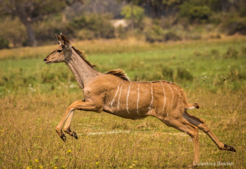 Leaping Kudu