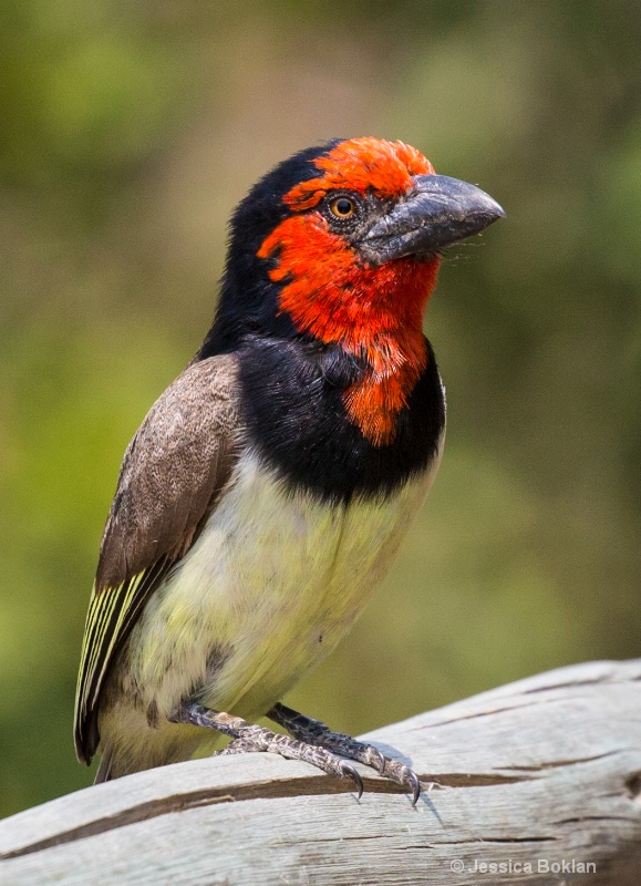 Black-collared Barbet