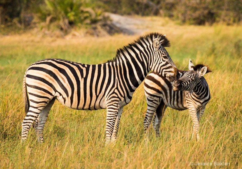 Zebra Mom and Child