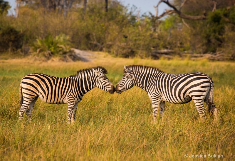 Nuzzling Zebras