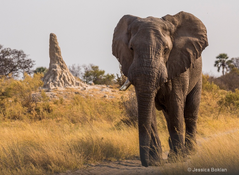 Elephant with Termite Mound