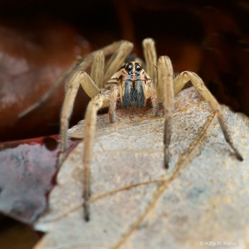 Nursery Spider Needing a Shave