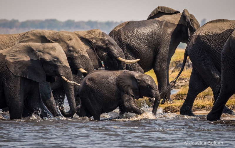 Family Crossing