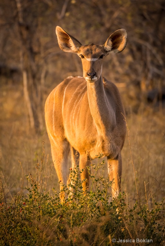 Kudu