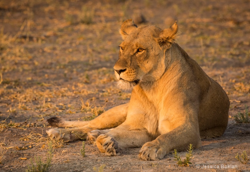 Lioness on Watch