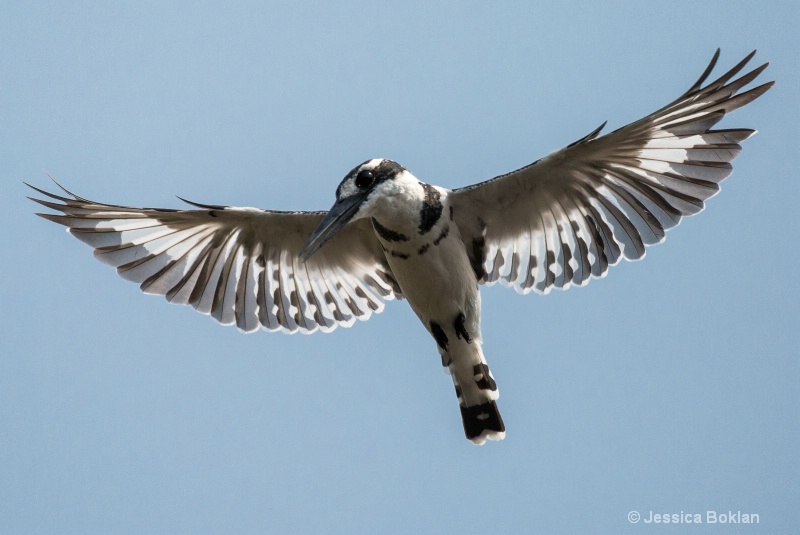 Pied Kingfisher