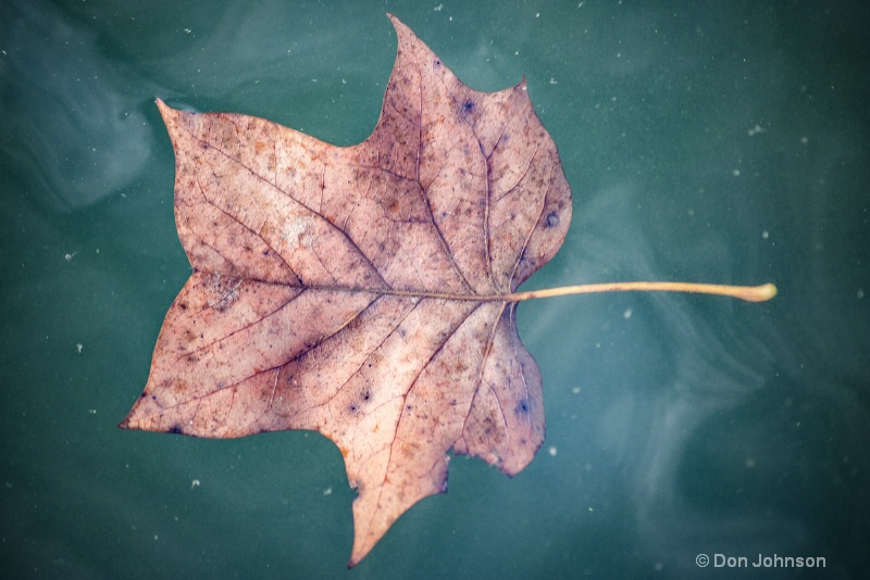 Leaf Floating in Water 3-0 f lr 10-26-15 j369