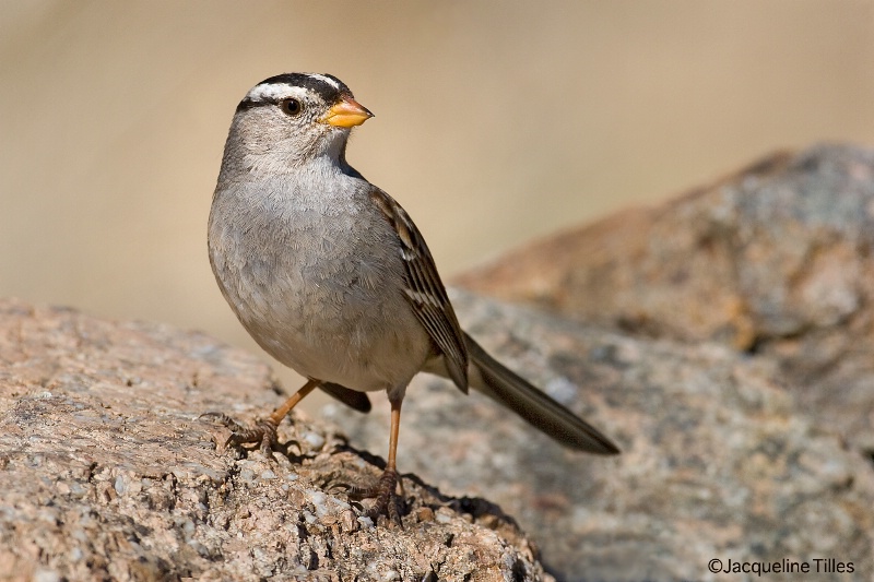 White-crowned Sparrow 