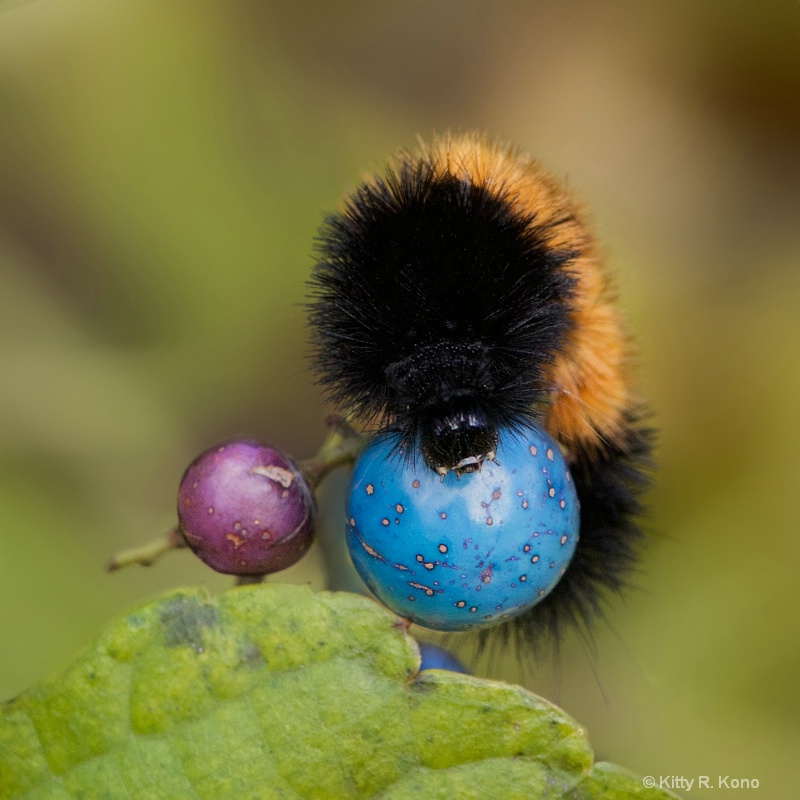 Wooly Bear Caterpillar Playing Ball