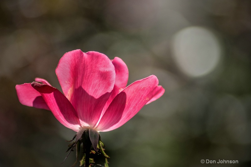 November Rose 3-0 f lr 11-11-15 j001