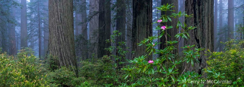 Rhododendrons among the Redwoods