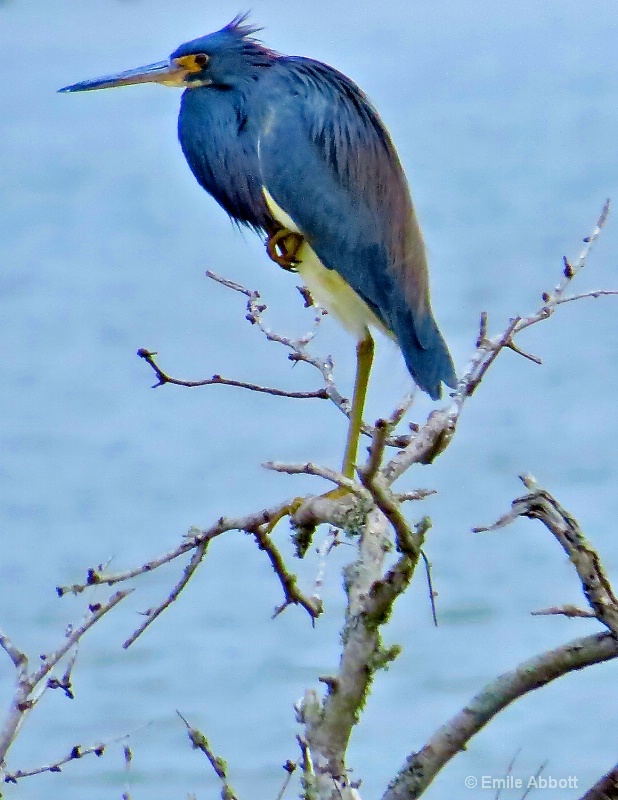  Great blue heron
