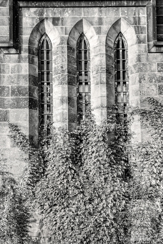 B&W Ivy Prison Wall 3-0 f lr 11-17-15 j274