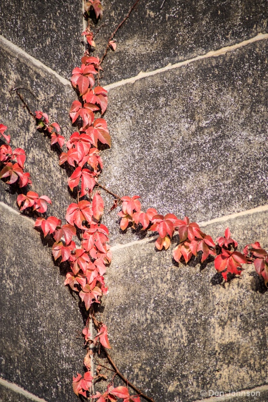 Red Leaves on Wall 11-17-15 276