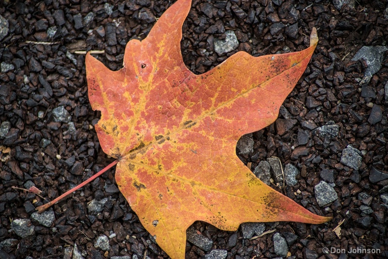 Macro Fall Leeaf 10-30-15 J209