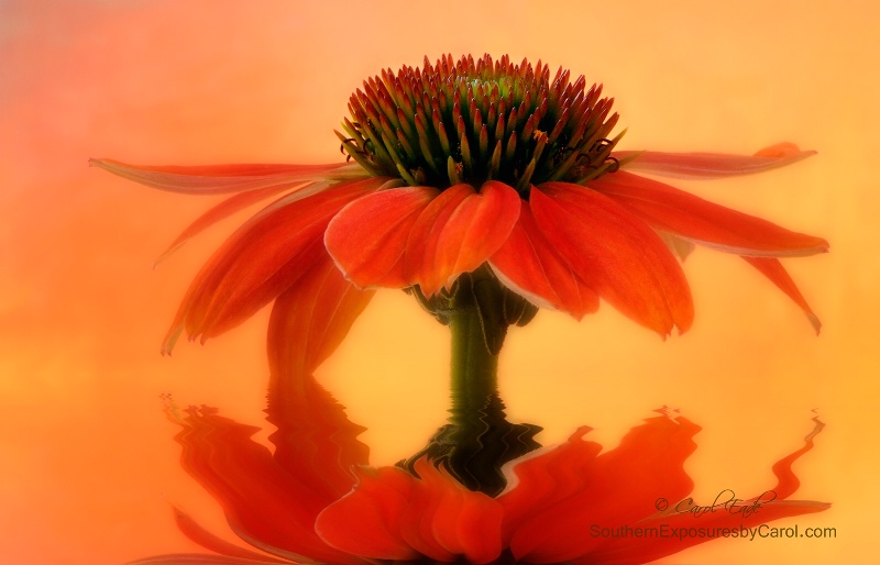 Coneflower