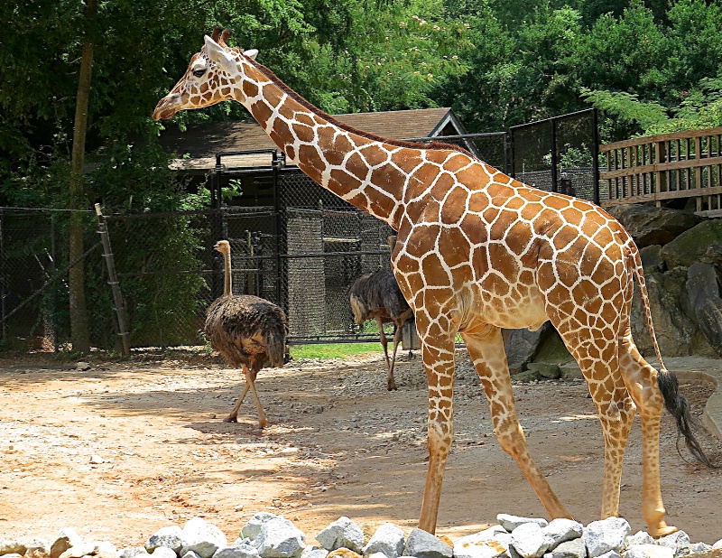 Zoo friends